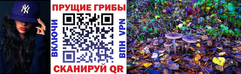 площадка наркотические препараты  Лакинск  Псилоцибиновые грибы Cubensis 